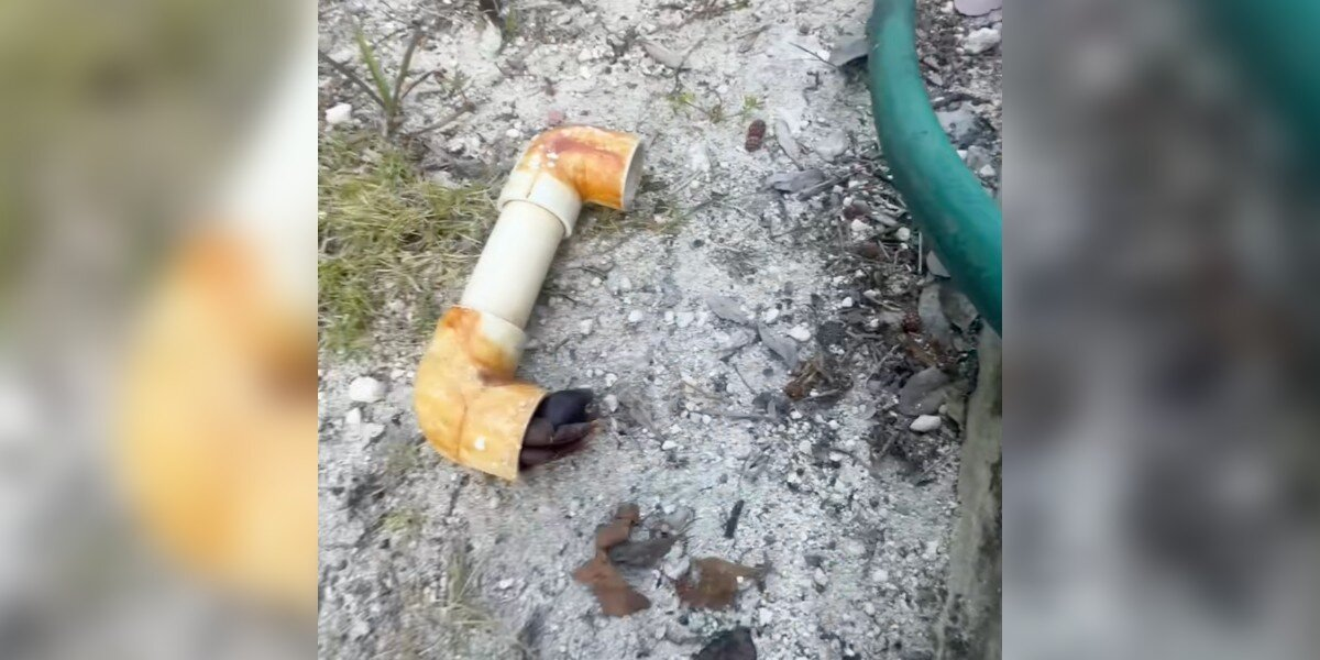 Woman Spots PVC Pipe Wiggling In Her Yard — And Realizes Someone’s Living Inside