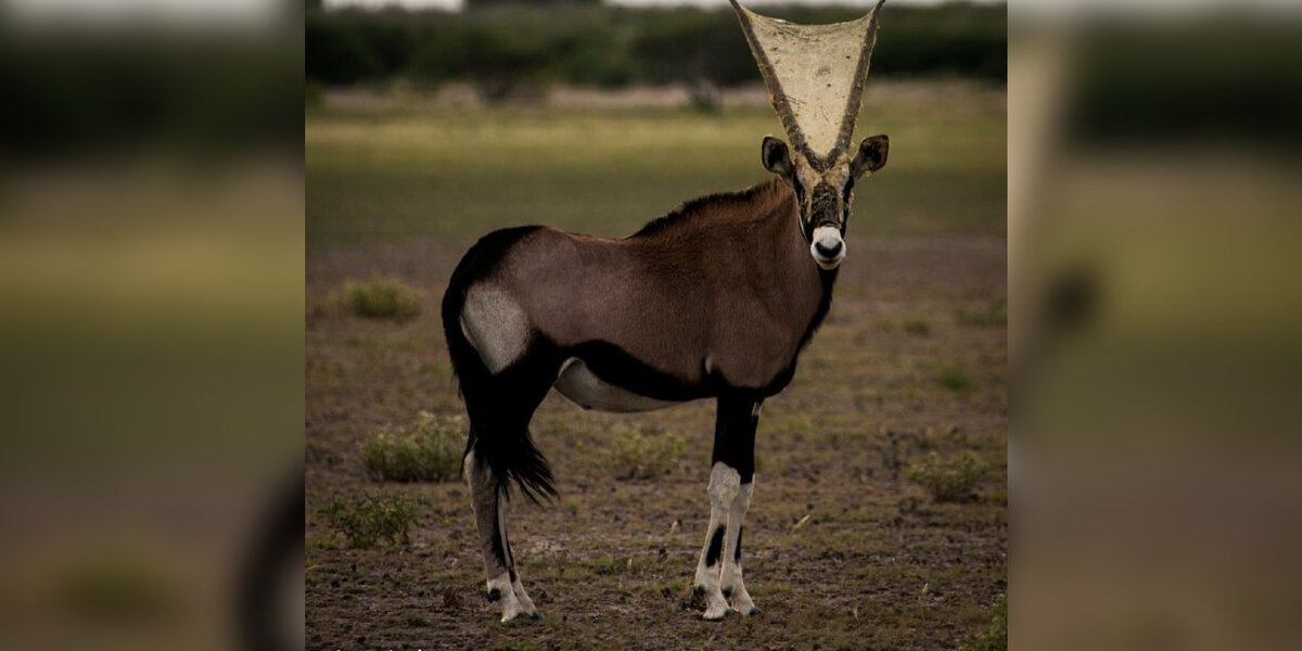 Conservationists Spot Wild Animal With Something Very Strange On His Horns