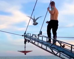 Man Walks The Plank — With Sharks Below — To Save A Trapped Seagull