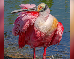 Woman Finds Mysterious Pink Feather In Her Yard — Then Learns Who It Belongs To