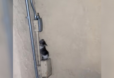 Woman Hears ‘Screaming’ At 1 A.M. — Then Spots A Baby Standing On An Electrical Box
