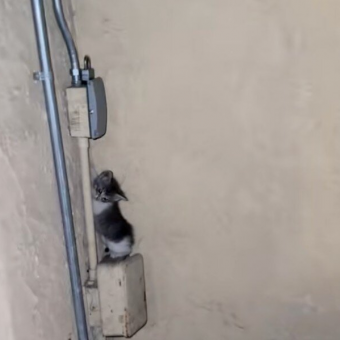 Woman Hears ‘Screaming’ At 1 A.M. — Then Spots A Baby Standing On An Electrical Box