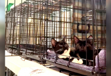 Kittens Keep Getting Ignored At Adoption Events — But They Don’t Know It’s Because They’re ‘Different’
