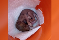 Tiny Pink Baby Found in Yard — Woman Waits for a Miracle
