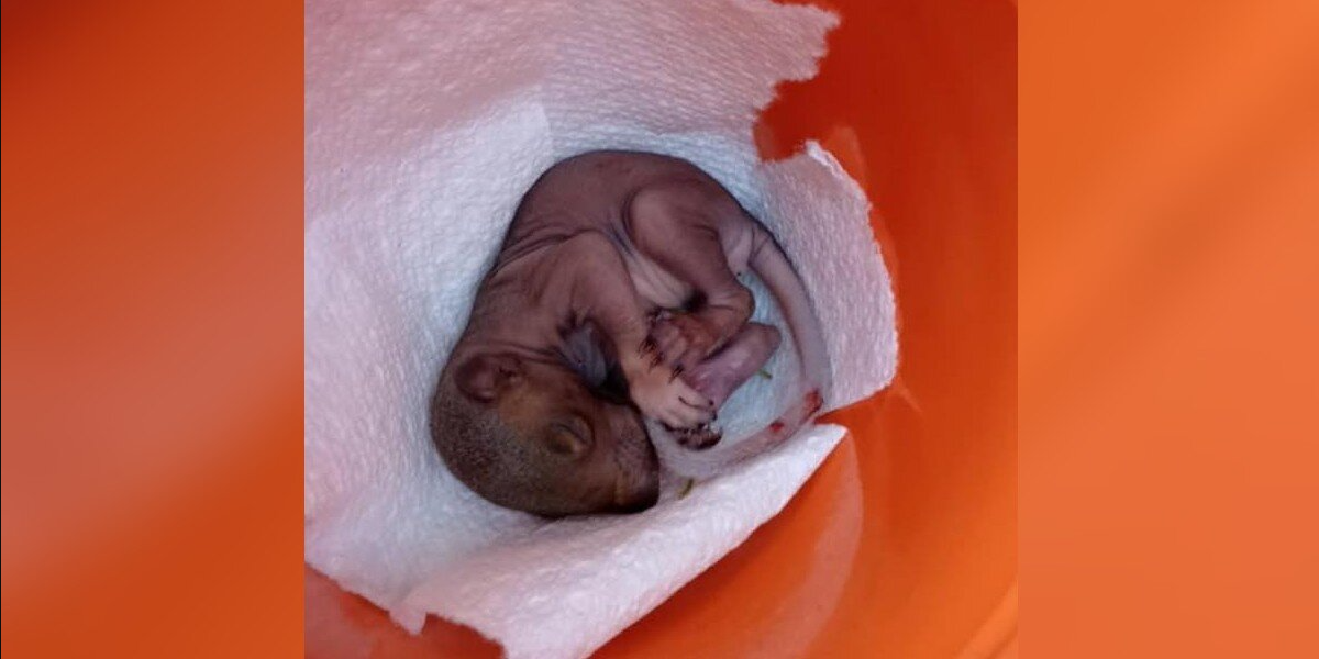 Tiny Pink Baby Found in Yard — Woman Waits for a Miracle