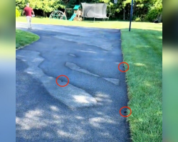 Man Heading to Work Discovers Dozens of Tiny Wild Babies Across His Driveway