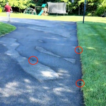 Man Heading to Work Discovers Dozens of Tiny Wild Babies Across His Driveway