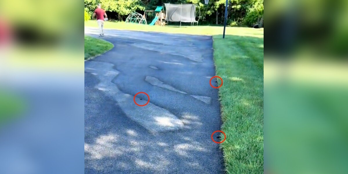 Man Heading to Work Discovers Dozens of Tiny Wild Babies Across His Driveway