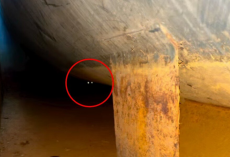 Rescuers Spot Glowing Eyes Inside A Fuel Drum — And Realize Tiny Lives Are Trapped Below