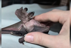 20-Year-Old Former Lab Bat Becomes a Joyful “Puppy” During Her Daily Spa Sessions