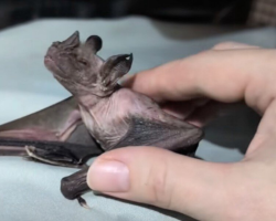 20-Year-Old Former Lab Bat Becomes a Joyful “Puppy” During Her Daily Spa Sessions