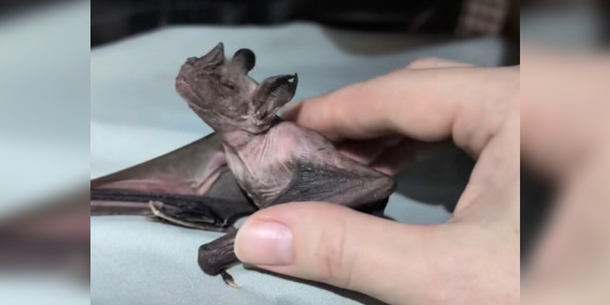 20-Year-Old Former Lab Bat Becomes a Joyful “Puppy” During Her Daily Spa Sessions