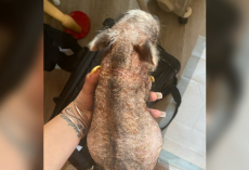 Hairless Baby Rescued From Basement Blossoms Into A Furry, Joyful Pig