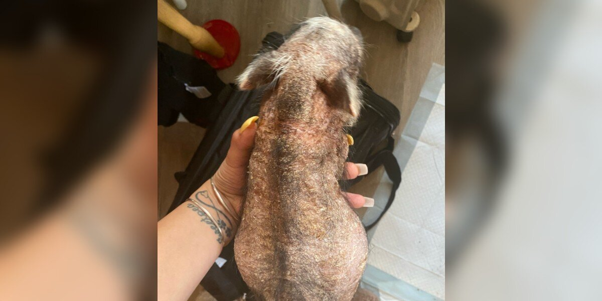 Hairless Baby Rescued From Basement Blossoms Into A Furry, Joyful Pig