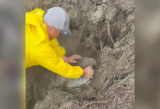 Rescuers Race To Save Giant Sea Turtle Buried Alive On The Beach
