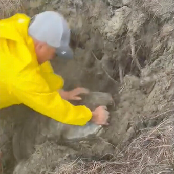 Rescuers Race To Save Giant Sea Turtle Buried Alive On The Beach