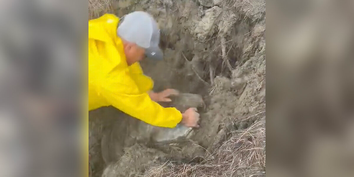 Rescuers Race To Save Giant Sea Turtle Buried Alive On The Beach