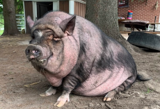 Pig Who Never Quite Fit In Finds Love In The Most Unexpected Friend