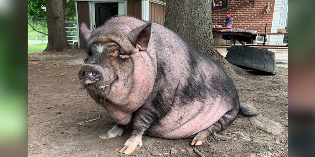 Pig Who Never Quite Fit In Finds Love In The Most Unexpected Friend