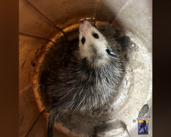 Woman Finds ‘Dying’ Animal At Bottom Of Trash Can — Then Realizes It’s A Precious Life Worth Saving