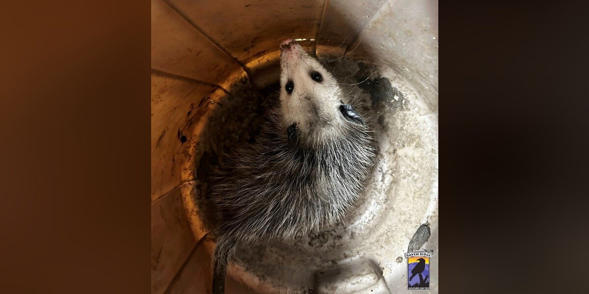 Woman Finds ‘Dying’ Animal At Bottom Of Trash Can — Then Realizes It’s A Precious Life Worth Saving