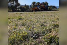 Construction Crew Stops Everything When They Notice Something Tiny In The Grass