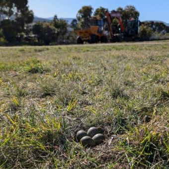 Construction Crew Stops Everything When They Notice Something Tiny In The Grass