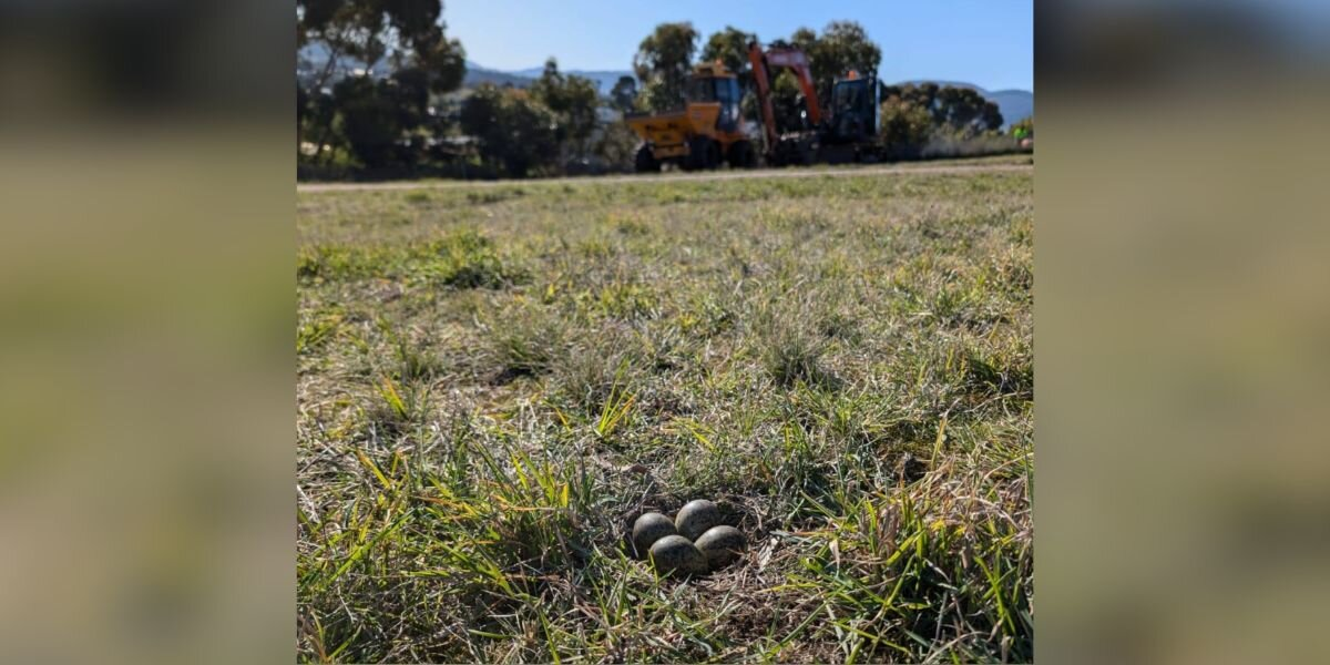 Construction Crew Stops Everything When They Notice Something Tiny In The Grass
