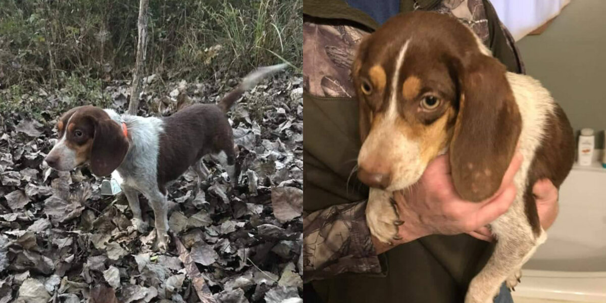 Dog Who Refused To Hunt Was About To Be Shot — Until A Stranger Stepped In