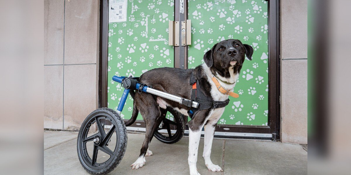 Special Dog On Wheels Has Waited His Whole Life To Be Loved