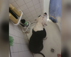 Protective Dog Follows Pregnant Mom Everywhere — Even Into The Shower