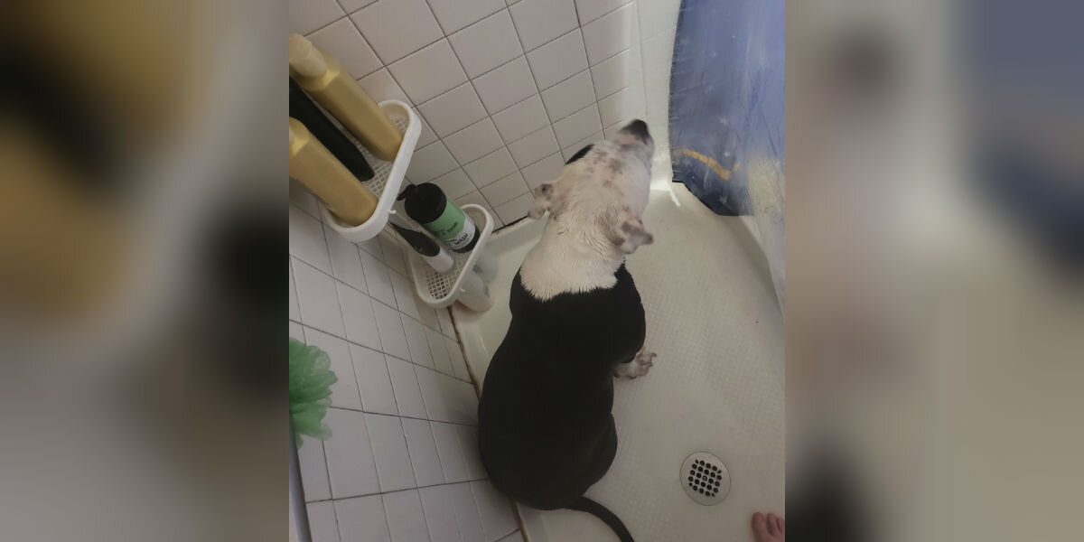 Protective Dog Follows Pregnant Mom Everywhere — Even Into The Shower
