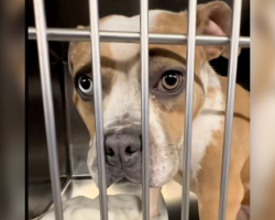 Sweet Shelter Pup Thinks She’s Finally Going Home — Then Her Adopter Never Shows