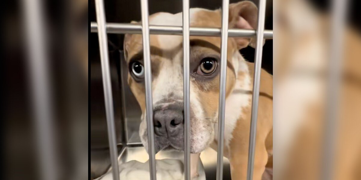 Sweet Shelter Pup Thinks She’s Finally Going Home — Then Her Adopter Never Shows