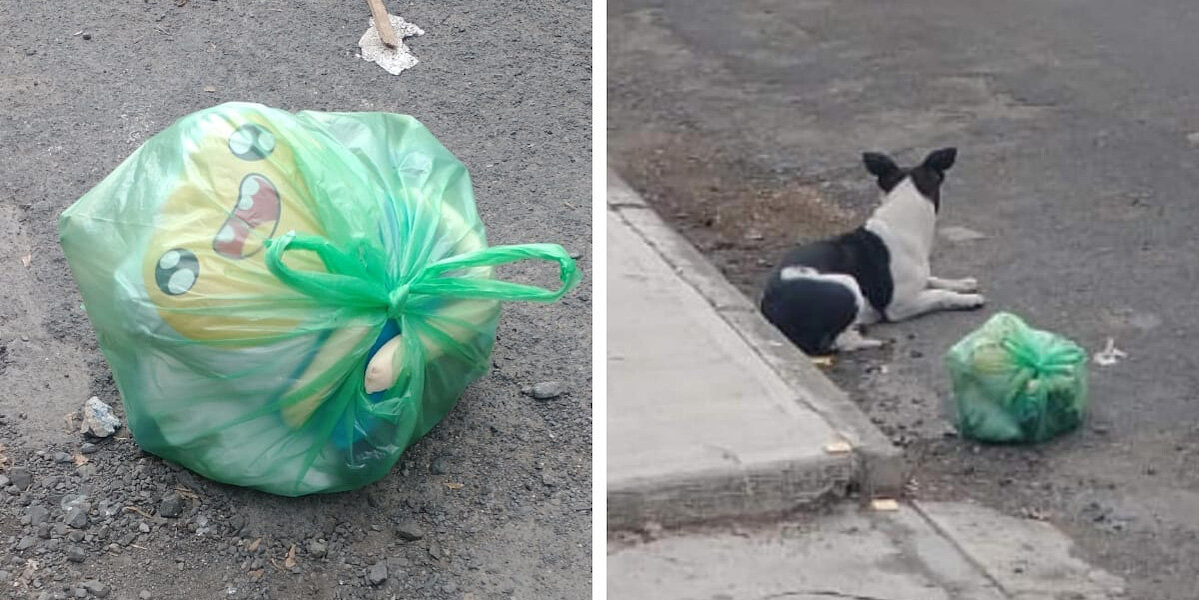 Dog Left On The Road With All Her Belongings Can’t Understand Why Her Family’s Gone