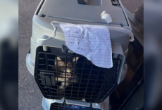 Little Family Found Crying From Stacked Carriers — With Nothing But a Handwritten Note