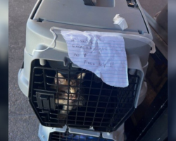 Little Family Found Crying From Stacked Carriers — With Nothing But a Handwritten Note