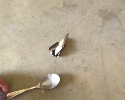 Firefighter Spots Tiny Lifeless Body On The Ground — Then Realizes What’s Really Wrong
