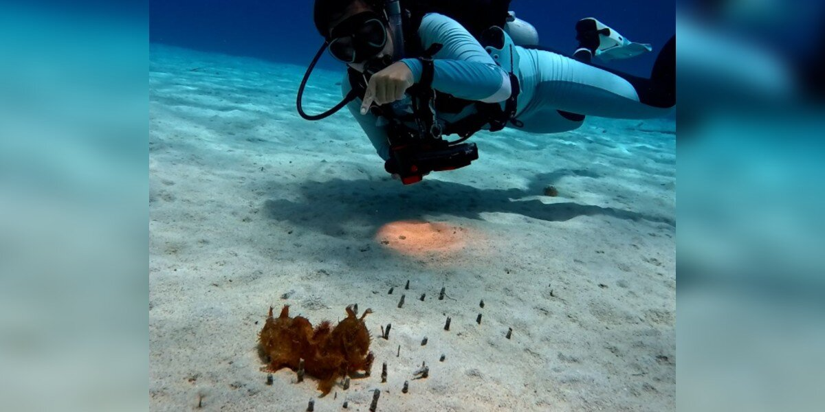 Diver Spots What Looks Like Seaweed — Then Realizes It’s A Rare, Living Creature