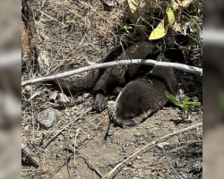 Park Ranger Spots a Fuzzy Brown Lump in a Ditch — and Ends Up Saving Two Tiny Lives