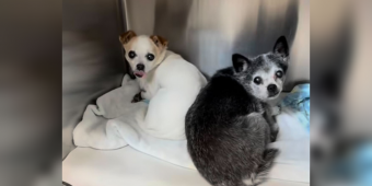 Senior Sisters Lose Everything Overnight — Until Kind Rescuers Give Them Their Second Chance