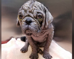 Hairless Pug Found Alone On The Streets Finally Learns What Love Feels Like