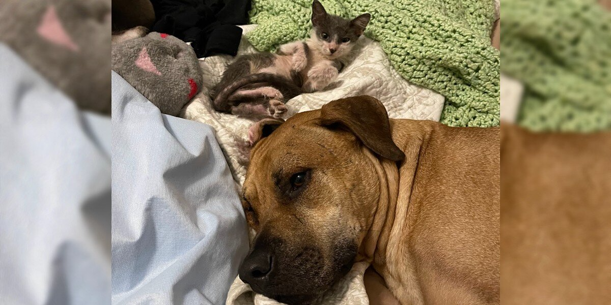 Terrified Rescue Dog Finally Finds the Courage to Step Outside — Thanks to a Tiny Kitten