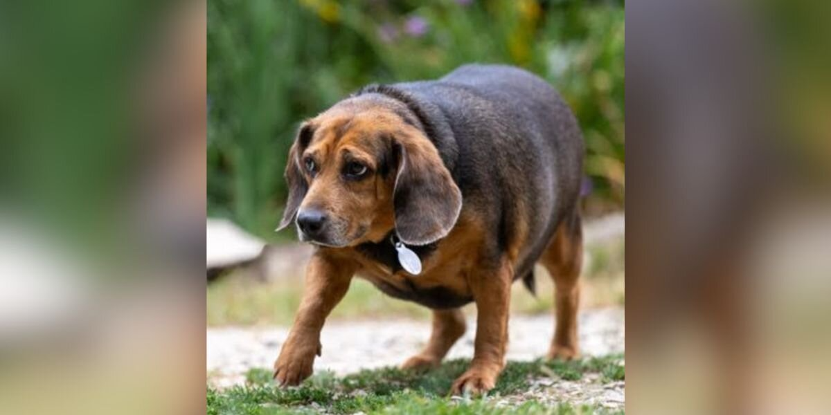 Shelter Staff Heartbroken Watching Visitors Mock Overweight Beagle — Until She Found Her Forever Home