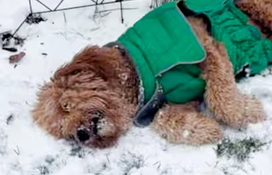 Narcoleptic Dog Passes Out Every Time He's Happy - At Least 100 Times A Day