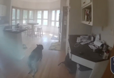 Dog Trapped In Burning Home Knows Exactly What To Do When Police Arrive