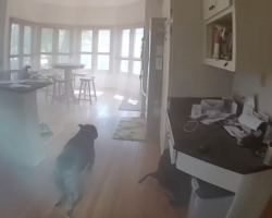 Dog Trapped In Burning Home Knows Exactly What To Do When Police Arrive