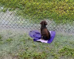 Puppy Waits Alone In Flooded Field — Still Believing His Person Will Come Back