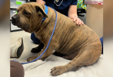 Dog With The Saddest Eyes Transforms After Losing 45 Pounds — And Finds His Joy Again