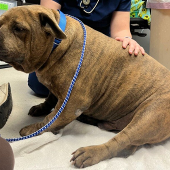 Dog With The Saddest Eyes Transforms After Losing 45 Pounds — And Finds His Joy Again